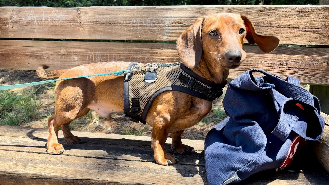 Mini dachshund on a new adventure! ️ - YouTube