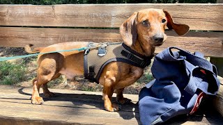 Mini dachshund on a new adventure!✈️