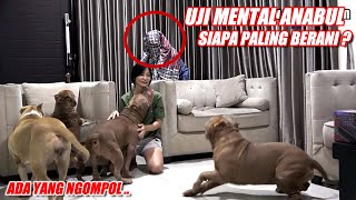 WHO IS THE BRAVEST? PITBULL DOG MENTAL TEST #hewiepitbull by Hewie Pitbull Channel 6,972 views 3 months ago 9 minutes, 44 seconds