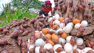 Incredible Wild Discovery: Giant Snails and Endless Eggs in the Forest