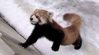 レッサーパンダ　ココパンチを受けるライラ~Red Panda stands up