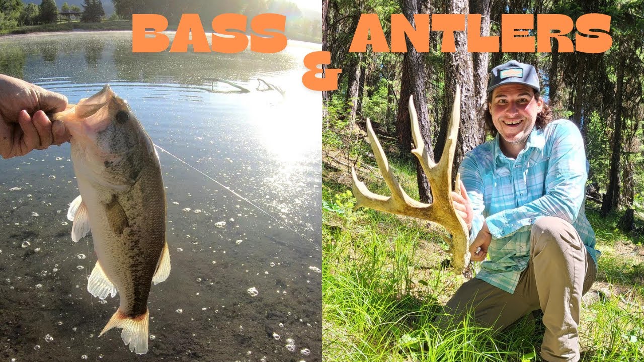 Bass & Antlers - YouTube