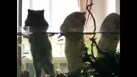 Friendship between fish and cats.#shorts