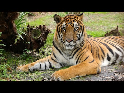 big cat caging big cat caging