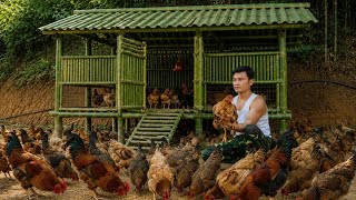 CEO Triệu Quyết left the city for the forest and personally built a massive bamboo chicken coop.