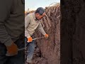 ヤムイモの収穫