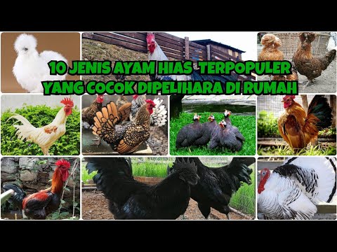 Video: Jenis Unggas Hias Apa Yang Paling Bersahaja?