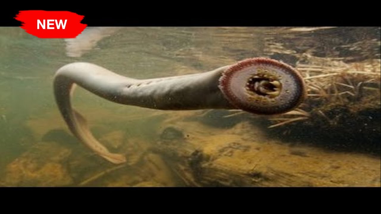 10 Most Dangerous Waters In The World Interesting Stories YouTube 10-most-dangerous-waters-in-the-world-interesting-stories-youtube
