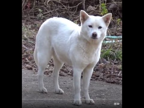 아름다운 사찰 입구에서 만난 귀여운 진돗개..A cute Jindo dog that I met at the entrance of a beautiful <strong>Temple</strong>.. KOREA .