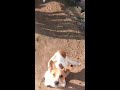Beautiful puppies videos