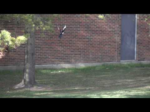 Magpie in flight at 500fps - Sony RX10-ii