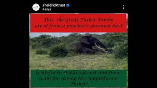 Great Tusker Pembe saved from a poacher&#39;s poisoned dart ~ June, 2023