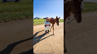A Little Hero Leading His Foal