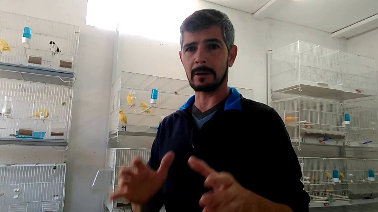La cria de canarios ( consejos para el aviario) - YouTube