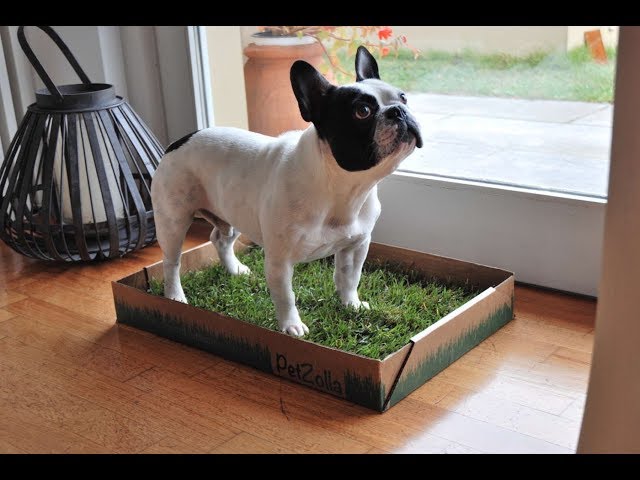 True grass for my dog in the house Do you know Petzolla? 
