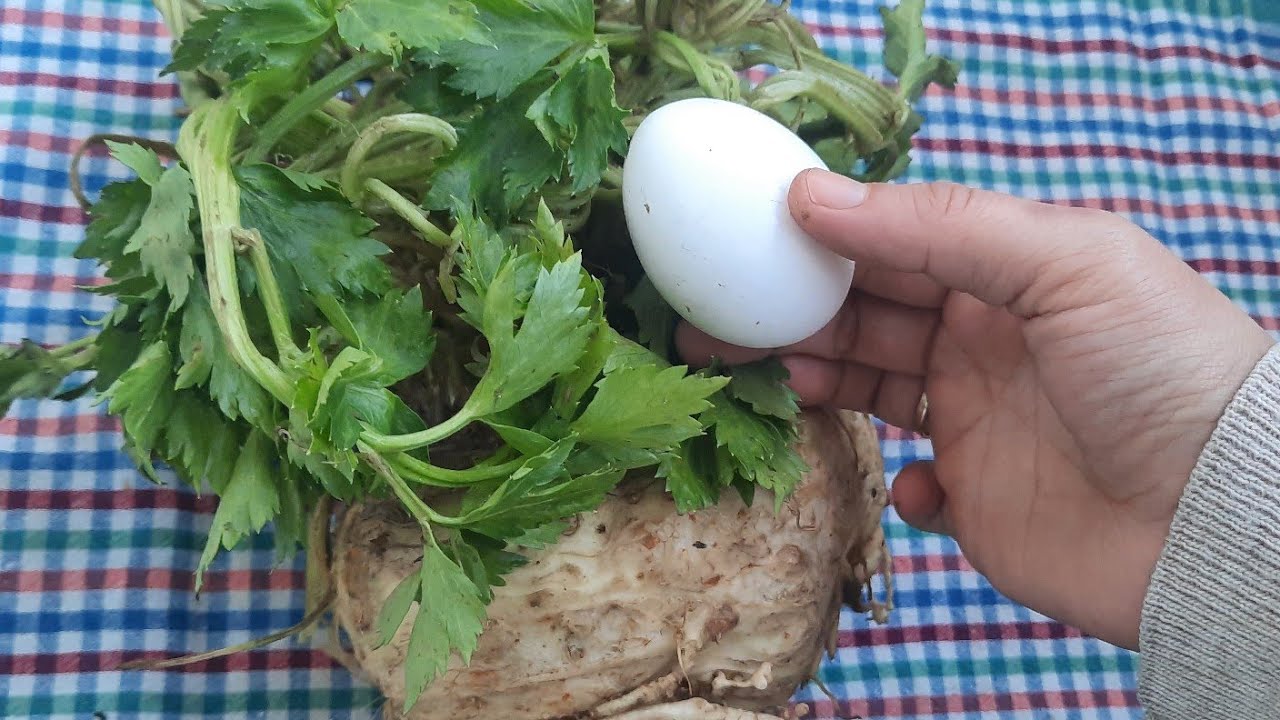 1 Yumurta ve Kereviz Varsa ???? Sonucuna Şaşıracaksınız‼️Yemek Tarifleri