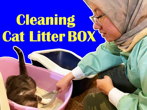 Video: Mga Tip Para Sa Paglilinis Ng Isang Litter Box
