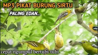 suara pikat burung sirtu MP3 biasa mampu sikat sirtu satu kebun 😱