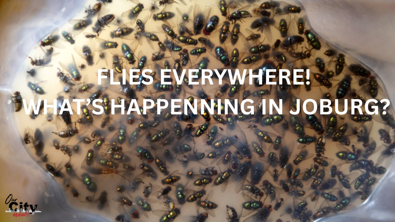 What’s with all the flies? An expert explains Joburg’s outbreak