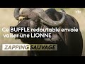 Un buffle redoutable envoie valser une lionne - ZAPPING SAUVAGE