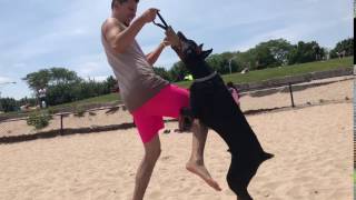 Nero doing bite work on the beach