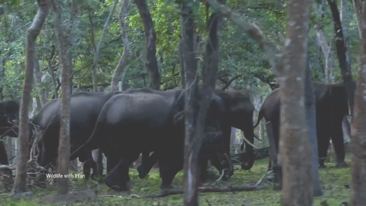 Elephant chasing Safari bus, Kabini safari