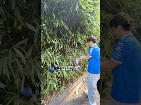 When you've been preparing for the Super Bowl for 5 months ✌️ #F1 #F1Shorts