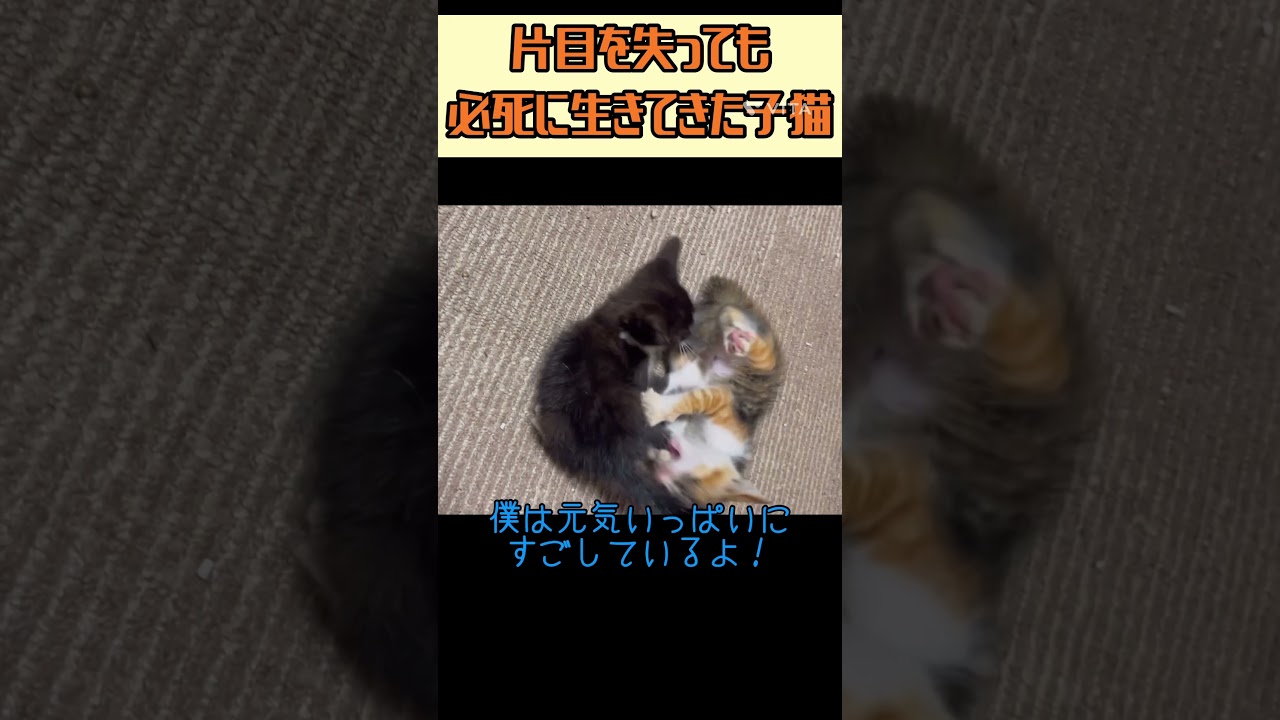 里親募集中【コロ助♂】#幸せになってほしい#保護猫#子猫#kitten#shorts