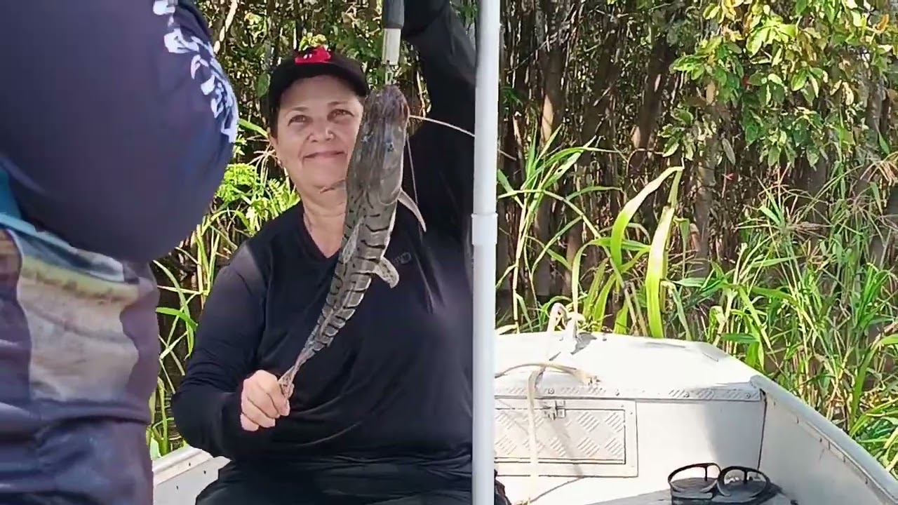 Pirarucu na vara de curvina