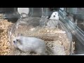 隅っこで寝ているハムスター、起こされる