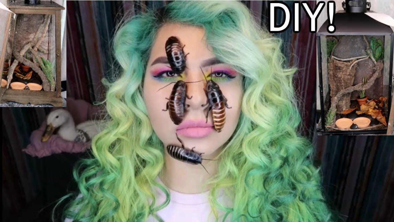 caterpillar stock price MY GIANT COCKROACHES HAD BABIES! + DIY TERRARIUMS