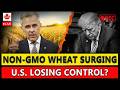 SHOCK: How Canada’s Non-GMO Wheat Is Beating U.S. Farmers