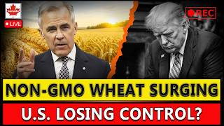 SHOCK: How Canada’s Non-GMO Wheat Is Beating U.S. Farmers