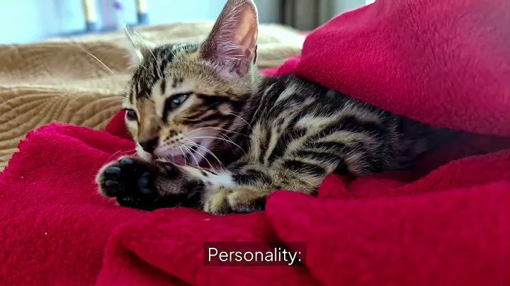 Watch the video about Maine Coon vs Bengal
