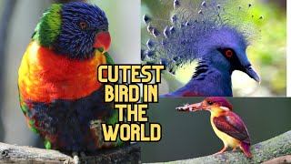 beautiful birds in the world || Khubsurat Parinde || top ten birds