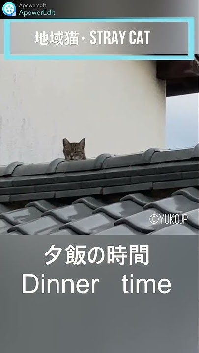 I Tried Calling A Stray Cat With Clatter Sound i-tried-calling-a-stray-cat-with-clatter-sound