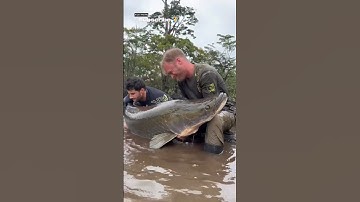 monster fishing from the amazon #shorts