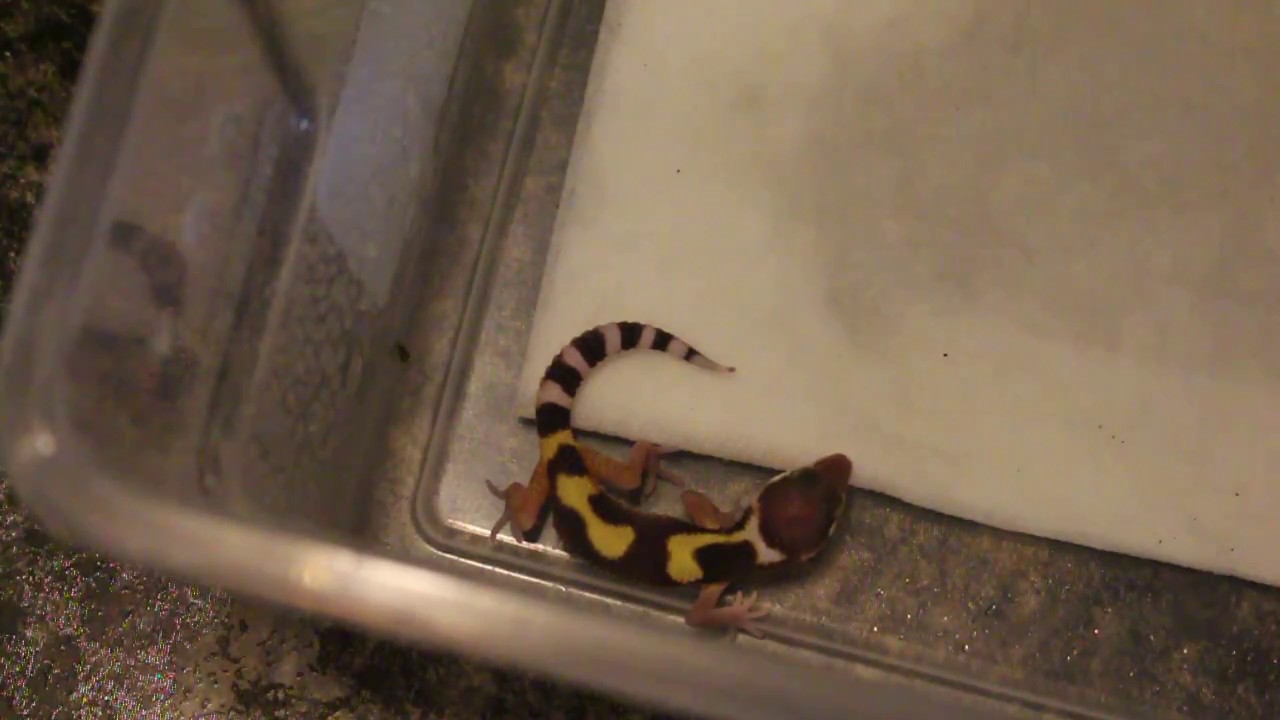 how to video while playing music JUNGLE HET MARBLE EYE LEOPARD GECKO HATCHLING 05-01-17
