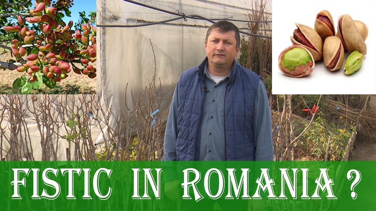 Fistic în România? Descoperă cum rezistă la ger și se dezvoltă perfect!