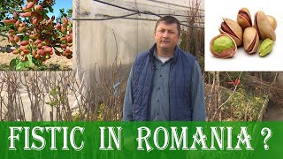 Fistic în România? Descoperă cum rezistă la ger și se dezvoltă perfect!