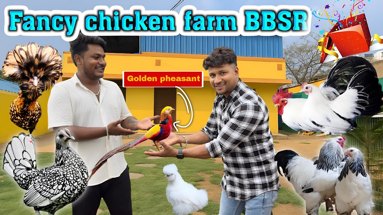 FINALLY ଆସିଲା GOLDEN FHEASANT || FANCY CHIKEN FARM BBSR ||