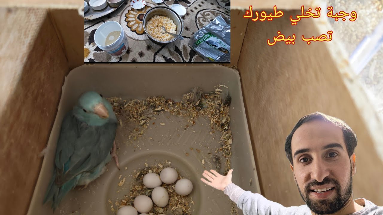 وجبة تخلي طيورك تصب بيض +التفريق بين ذكر وانثى ببغاء الباروتليت +فتح اعشاش 