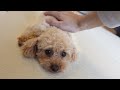 モコ、犬初心者に撫でられて顔ひきつる。