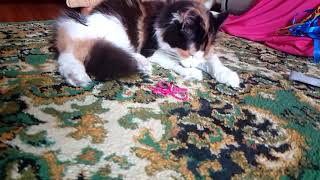 Cute calico kitty Jenni having some rest after an active night   LIVE stream by OOOH MY CATS 1 view 4 years ago 5 minutes, 44 seconds