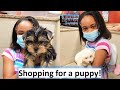 Shopping for a new puppy!