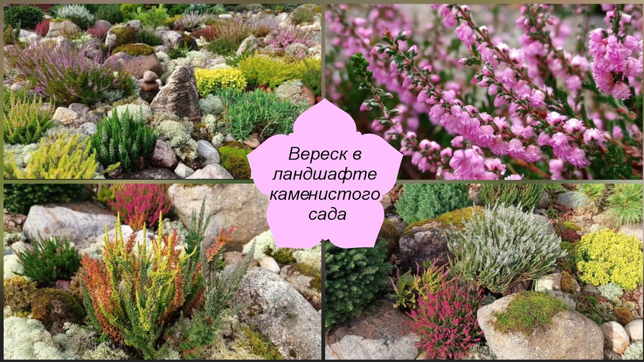 Сорт вереска Boskoop