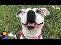 Mama Pit Bull Rescued by Family Who Drives Across The Country To Adopt Her | The Dodo Pittie Nation