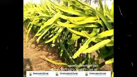 ultra High Density Farming of Dragon fruits using Trellis method.