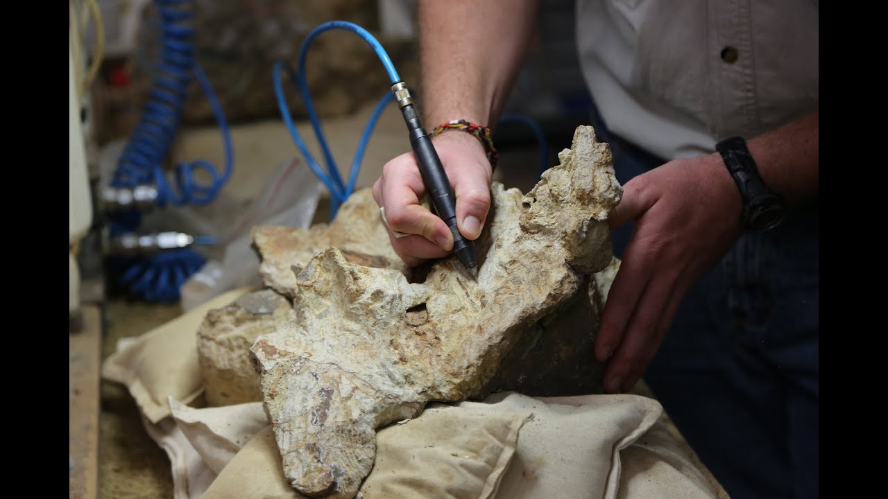 Preparing dinosaur bones at Australian Age of Dinosaurs