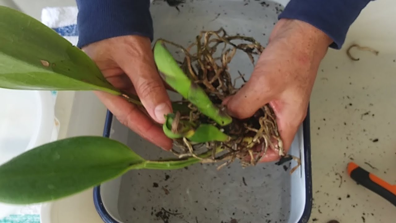 Errores en la resiembra O!! recuperación de una Cattleya adulta🌾..
